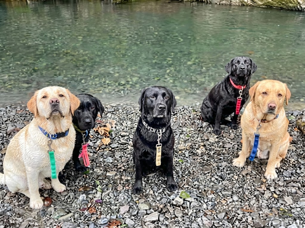 犬たちとの触れ合い