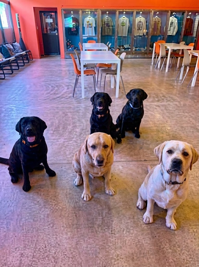 リラックスする犬たち